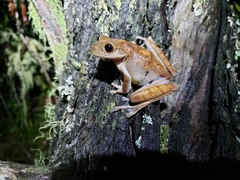 Bokermannohyla circumdata
