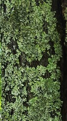 Ricasolia quercizans