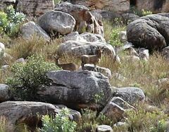 Oreotragus oreotragus