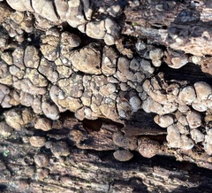 Xylobolus frustulatus