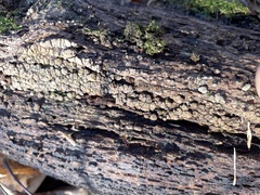 Xylobolus frustulatus