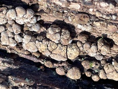 Xylobolus frustulatus