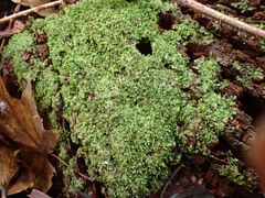 Lophocolea heterophylla