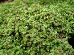 Lophocolea heterophylla