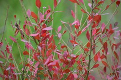 Vaccinium elliottii