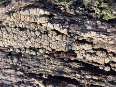 Xylobolus frustulatus