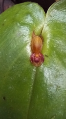 Pleurothallis cordata