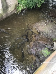 Anguilla dieffenbachii