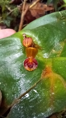 Pleurothallis cordata