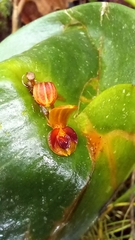 Pleurothallis cordata