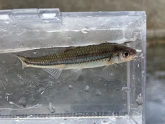 Notropis leuciodus