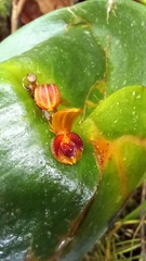 Pleurothallis cordata