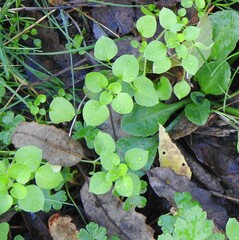 Stellaria media