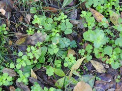 Stellaria media