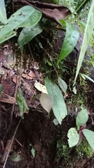 Lepanthes