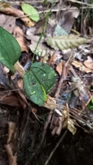 Lepanthes
