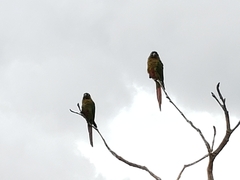 Pyrrhura frontalis
