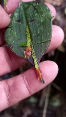 Lepanthes