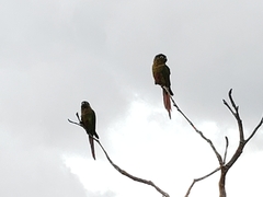 Pyrrhura frontalis