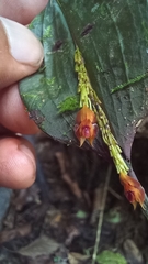 Lepanthes