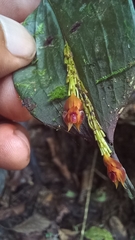 Lepanthes