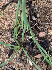 Tulbaghia leucantha