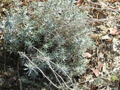 Helichrysum stoechas