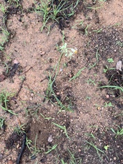 Tulbaghia leucantha