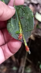 Lepanthes