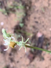 Tulbaghia leucantha