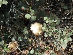 Leuzea conifera
