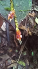 Lepanthes