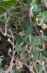 Helianthemum asperum