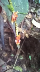 Lepanthes