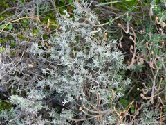 Helianthemum asperum