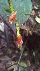Lepanthes