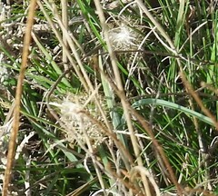 Atractylis cancellata