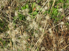 Atractylis cancellata