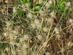 Atractylis cancellata