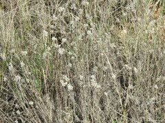 Helichrysum stoechas