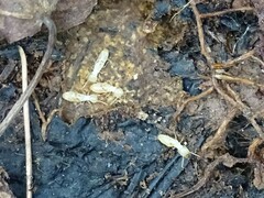 Reticulitermes flavipes