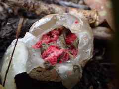Clathrus archeri