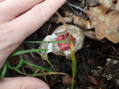 Clathrus archeri