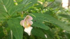 Impatiens devendrae