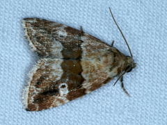 Maliattha amorpha