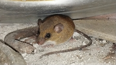 Short-Nosed Harvest Mouse photo 2