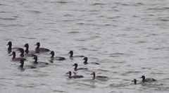 Aythya affinis
