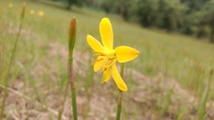 Zephyranthes citrina