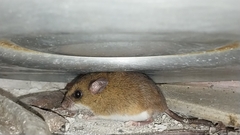 Short-Nosed Harvest Mouse photo 3
