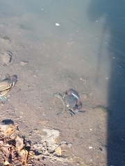 Callinectes arcuatus